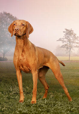 header_vizsla.jpg