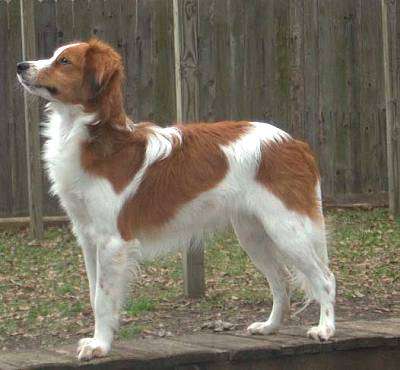 Kooikerhondje4.jpg