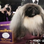  Westminster Dog Show2012   