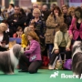     Crufts