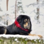 Tibet Dog Estonia   