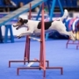 World Dog Show-2016    27  