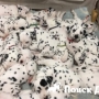 Далматинец родила рекордные 18 щенков