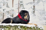 Tibet Dog Estonia   