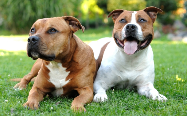 Случка собак: основные правила, сроки и рекомендации