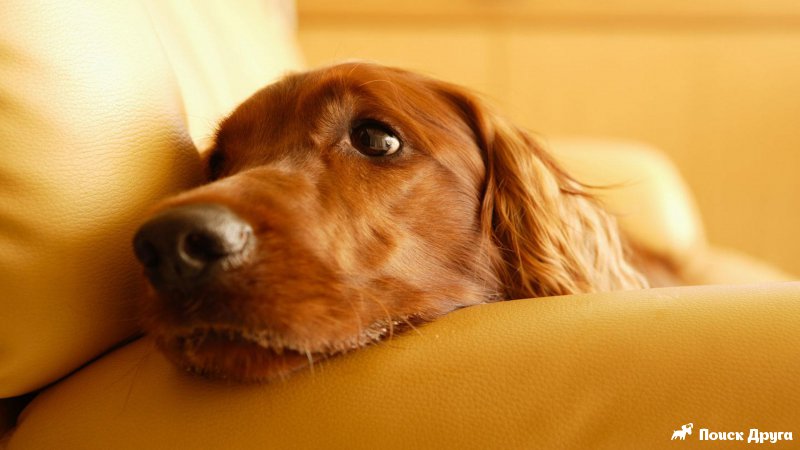 Почему у собаки пена изо рта и судороги?