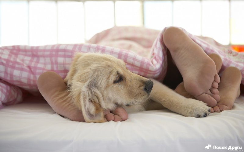 Почему собака лижет ноги человеку: 5 попыток объяснить странную привычку