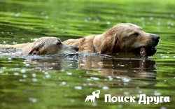 Почему собака боится воды