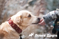 Японцы выявили у собак чувство морали Японцы выявили у собак чувство морали